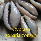 Cypraea (Zonaria) zonaria, Gmelin 1791